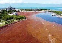 República Dominicana liderará diálogo regional en busca del aprovechamiento del sargazo