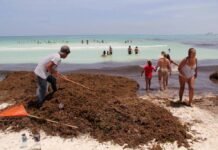 Peligro: Sargazo afecta salud de las personas